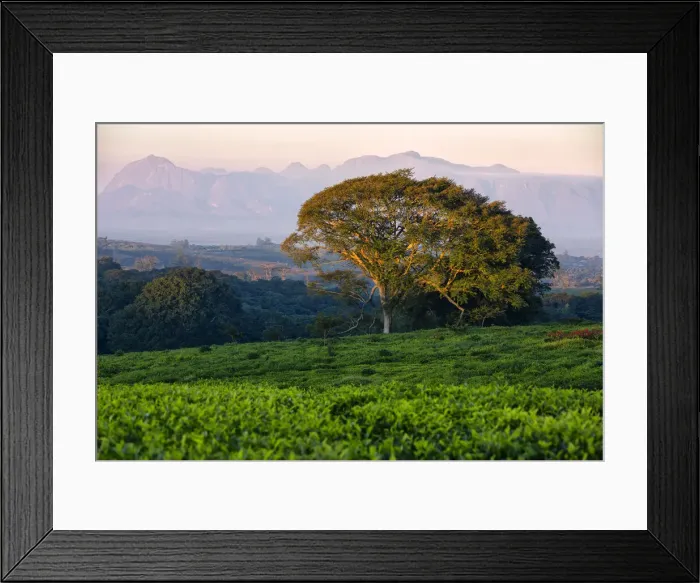 Framed Print : Africa, Malawi, Thiolo district Framed Print : Africa, Malawi, Thiolo district