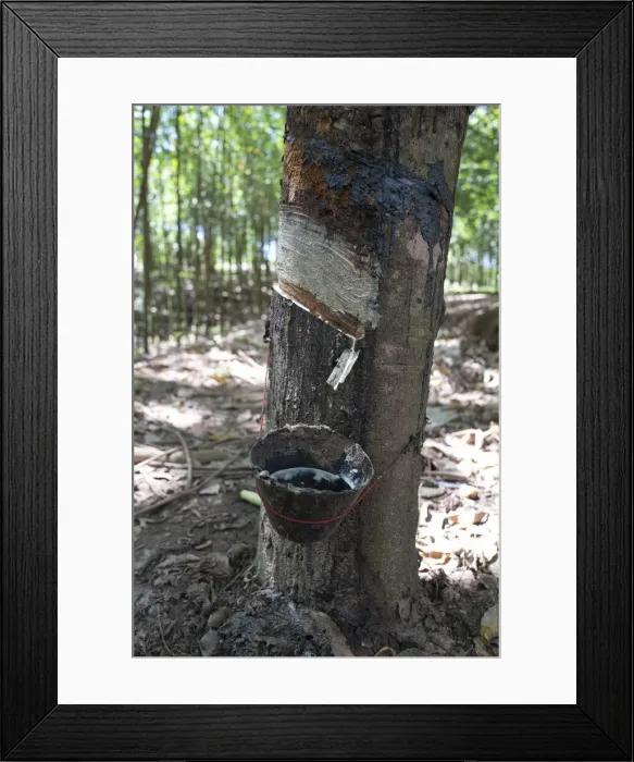 Framed Print : Africa, Malawi, Northern region, Nkhata bay district, Rubber plantation Framed Print : Africa, Malawi, Northern region, Nkhata bay district, Rubber plantation