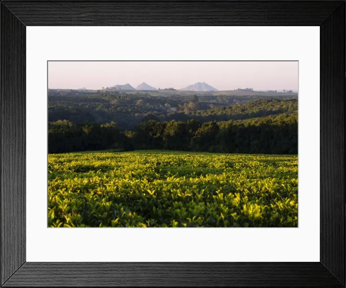 Framed Print : Africa, Malawi, Southern Africa, Thiolo district, Cultivations of tea Framed Print : Africa, Malawi, Southern Africa, Thiolo district, Cultivations of tea