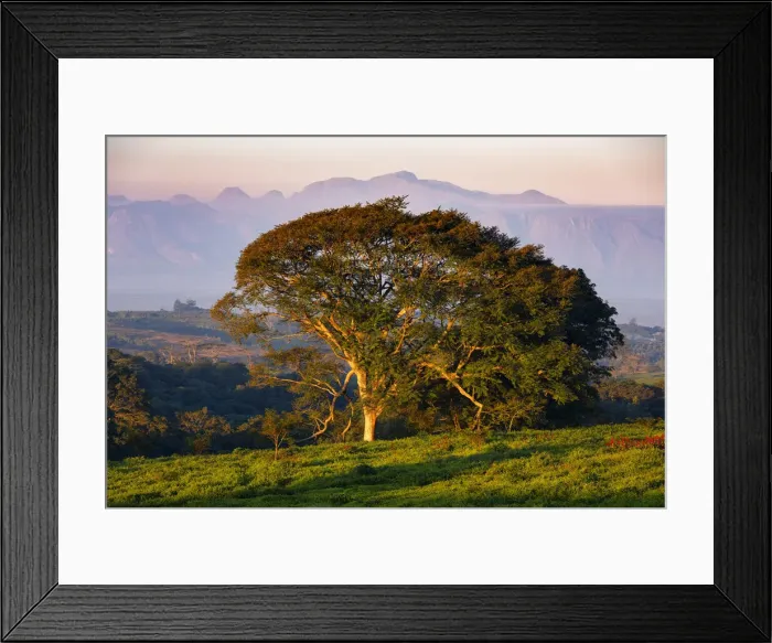 Framed Print : Africa, Malawi, Southern Africa, Thiolo district, Cultivations of tea Framed Print : Africa, Malawi, Southern Africa, Thiolo district, Cultivations of tea