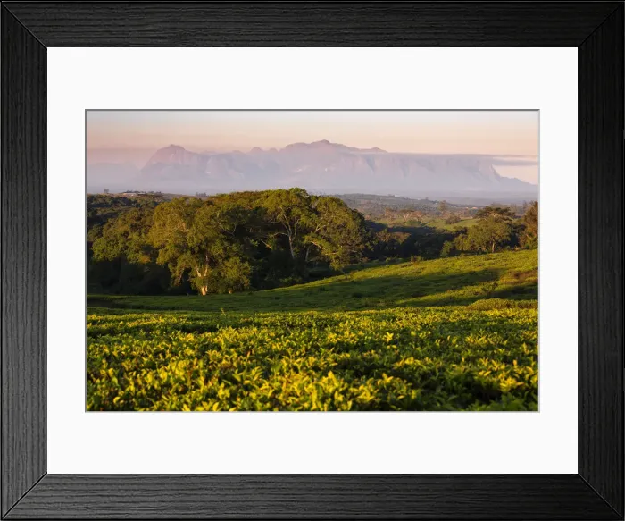 Framed Print : Africa, Malawi, Southern Africa, Thiolo district, Cultivations of tea Framed Print : Africa, Malawi, Southern Africa, Thiolo district, Cultivations of tea