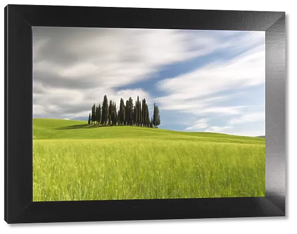 Cypresses of San Quirico d Orcia, Siena province, Tuscany district, Italy