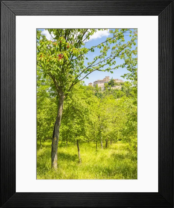 Framed Print : The castle of Montesegale seen from a cherry plantation, Oltrepo Pavese Framed Print : The castle of Montesegale seen from a cherry plantation, Oltrepo Pavese
