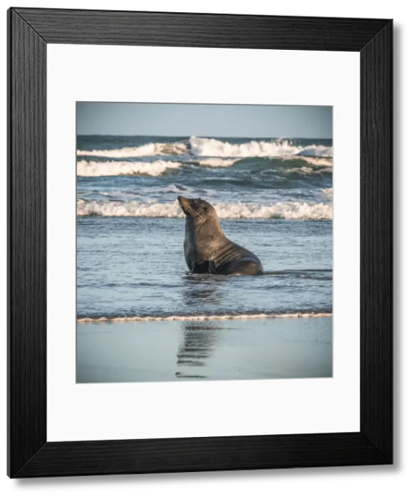 Framed Print : Seal in Wharariki Beach, South Island, New Zealand, Oceania Framed Print : Seal in Wharariki Beach, South Island, New Zealand, Oceania