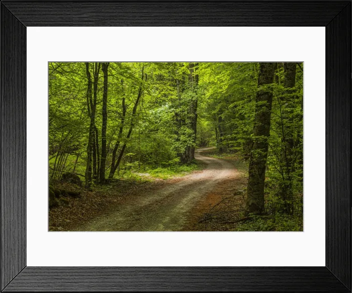 Framed Print : A road in the woods illuminated by sunlight passing through the foliage. Abruzzo, Italy Framed Print : A road in the woods illuminated by sunlight passing through the foliage. Abruzzo, Italy