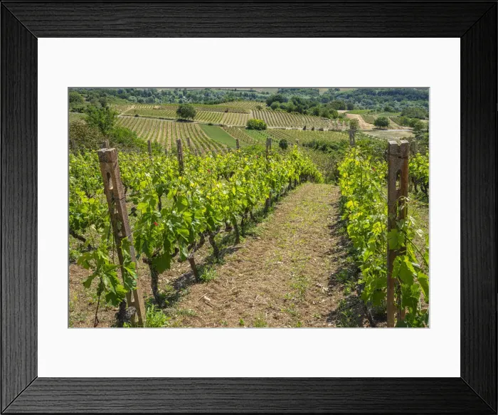 Framed Print : Rows of vines with a red tractor in the middle of the countryside. Abruzzo, Italy Framed Print : Rows of vines with a red tractor in the middle of the countryside. Abruzzo, Italy