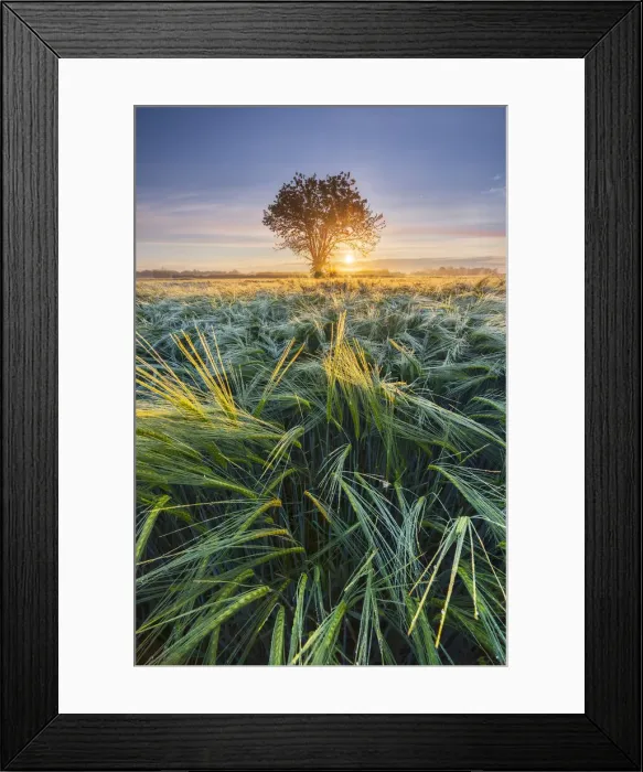 Framed Print : Maize at sunrise in the fields, Dairago, Milan, Lombardy, Italy Framed Print : Maize at sunrise in the fields, Dairago, Milan, Lombardy, Italy