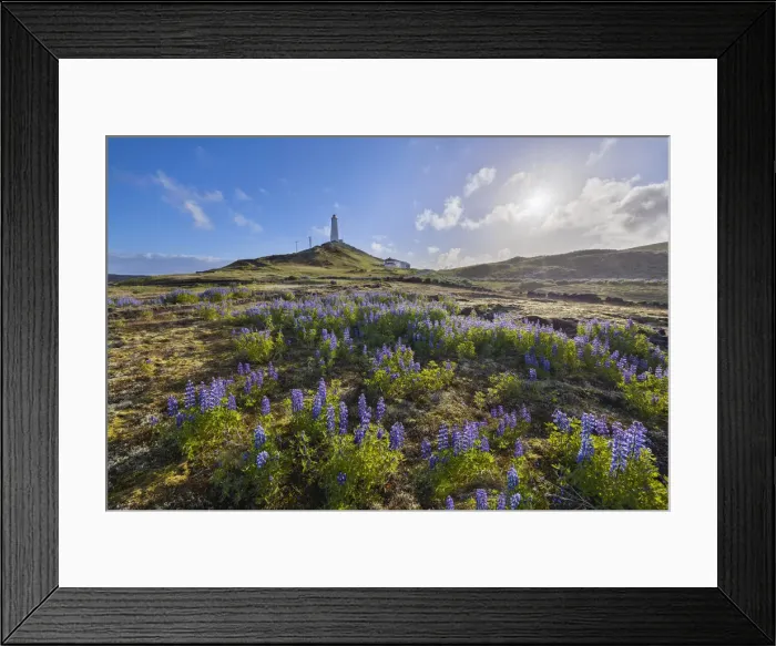 Framed Print : Reykjanesviti lighthouse and lupins at sunrise during summer, Grindavik Framed Print : Reykjanesviti lighthouse and lupins at sunrise during summer, Grindavik
