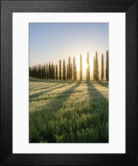 Framed Print : Italy, Tuscany, Val d Orcia: the sun burnst behind the cypresses at Poggio Covili Framed Print : Italy, Tuscany, Val d Orcia: the sun burnst behind the cypresses at Poggio Covili