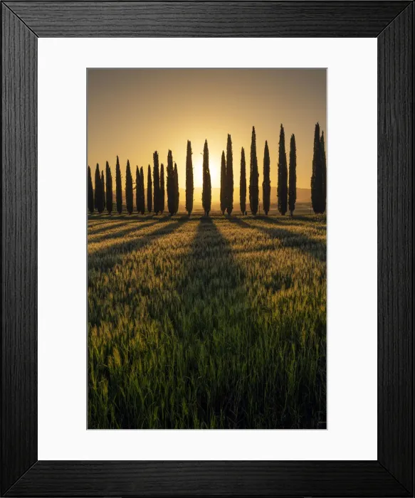 Framed Print : Italy, Tuscany, Val d Orcia: Poggio Covili fields painted in gold Framed Print : Italy, Tuscany, Val d Orcia: Poggio Covili fields painted in gold