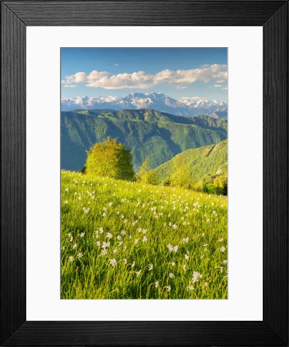 Framed Print : Narcissus blooming in Orobie alps, Bergamo province, Lombardy, Italy Framed Print : Narcissus blooming in Orobie alps, Bergamo province, Lombardy, Italy