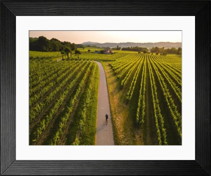 Framed Print : Cycling through the vineyards of Franciacorta at sunset, Brescia province, Lombardy Framed Print : Cycling through the vineyards of Franciacorta at sunset, Brescia province, Lombardy