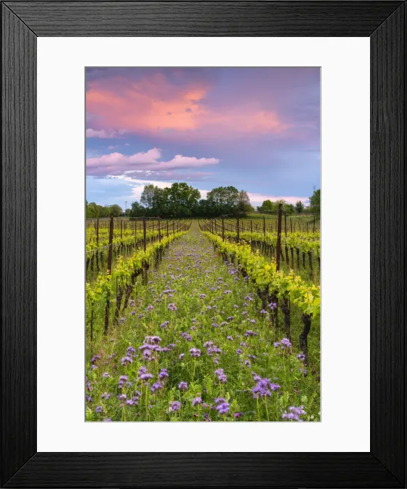 Framed Print : Spring season in Franciacorta, Brescia province, Lombardy, Italy