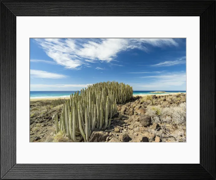Framed Print : Cactus Euphorbia close to Cofete beach, Jandia peninsula, Fuerteventura, Canary Islands Framed Print : Cactus Euphorbia close to Cofete beach, Jandia peninsula, Fuerteventura, Canary Islands