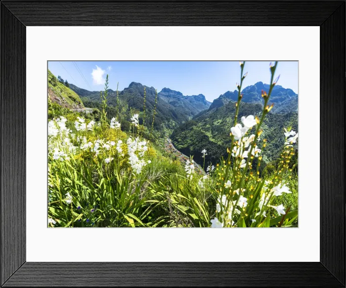 Framed Print : Apine meadows above Serra de Agua, Ribeira Brava municipality, Madeira island, Portugal Framed Print : Apine meadows above Serra de Agua, Ribeira Brava municipality, Madeira island, Portugal