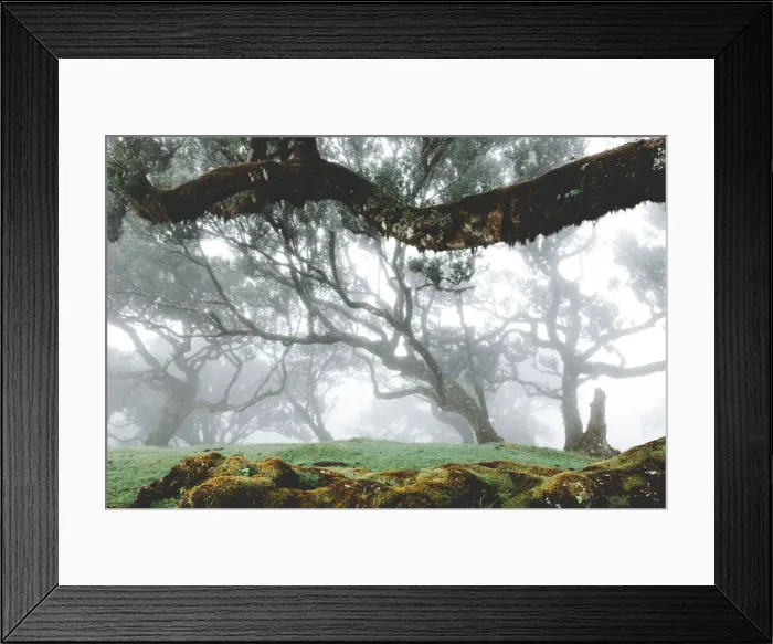 Framed Print : Century old bay trees in Laurissilva Forest of Fanal under the foggy sky, Madeira island Framed Print : Century old bay trees in Laurissilva Forest of Fanal under the foggy sky, Madeira island
