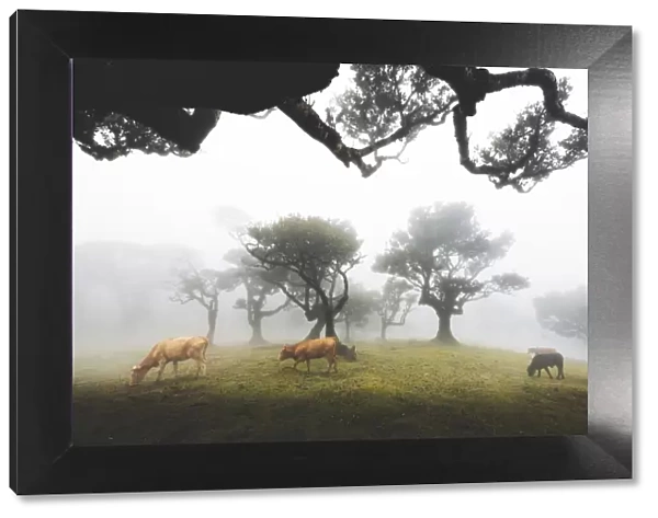Cows grazing in the foggy Fanal forest, Madeira island, Portugal