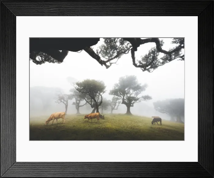 Framed Print : Cows grazing in the foggy Fanal forest, Madeira island, Portugal