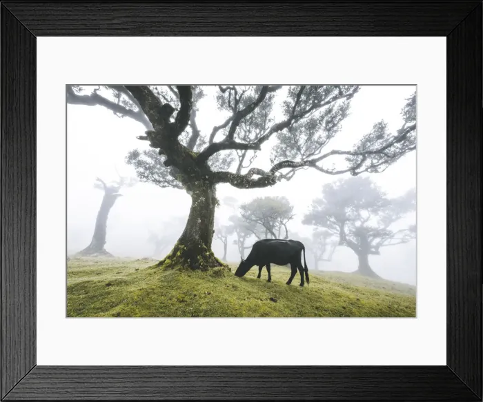 Framed Print : Cow grazing under the majestic laurel trees in the mist, Fanal forest, Madeira island Framed Print : Cow grazing under the majestic laurel trees in the mist, Fanal forest, Madeira island