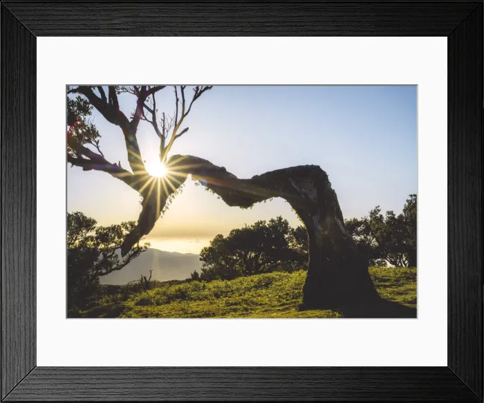 Framed Print : Sun rays at sunset through majestic tree trunks inside Fanal forest, Madeira island Framed Print : Sun rays at sunset through majestic tree trunks inside Fanal forest, Madeira island