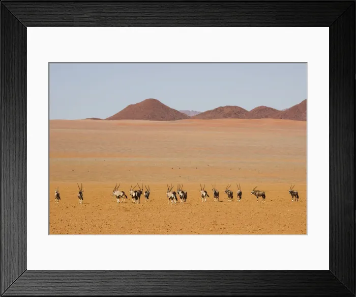 Framed Print : Orix in the Namib desert; Namibia; Southern Africa Framed Print : Orix in the Namib desert; Namibia; Southern Africa