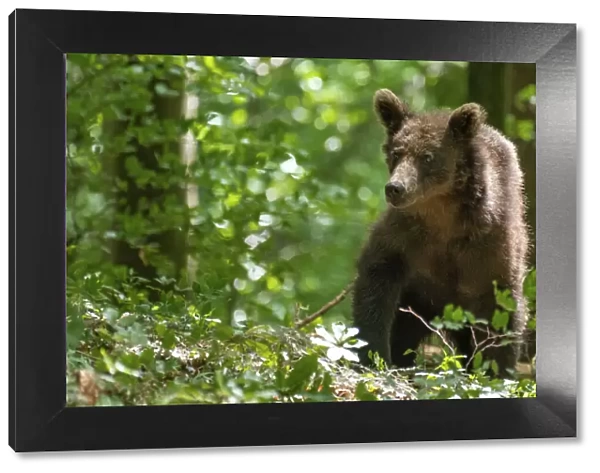 Ursus arctos -Brown bear- Slovenia