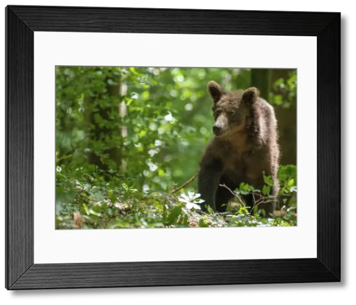 Framed Print : Ursus arctos -Brown bear- Slovenia Framed Print : Ursus arctos -Brown bear- Slovenia