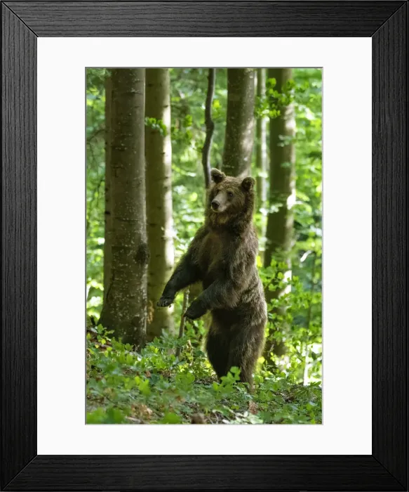 Framed Print : Ursus arctos -Brown bear- Slovenia Framed Print : Ursus arctos -Brown bear- Slovenia