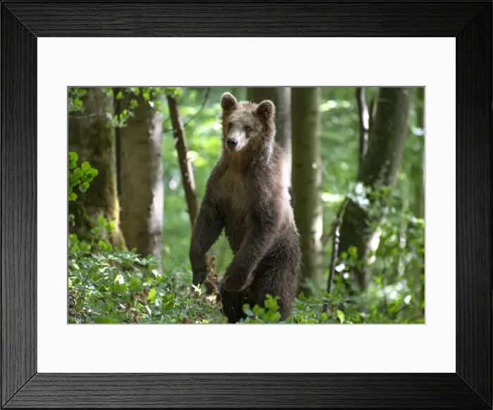 Framed Print : Ursus arctos -Brown bear- Slovenia Framed Print : Ursus arctos -Brown bear- Slovenia