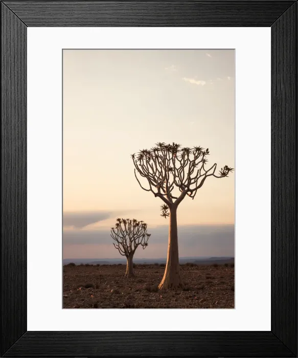 Framed Print : Quiver trees at dusk in the Fish River Canyon; Namibia; Southern Africa