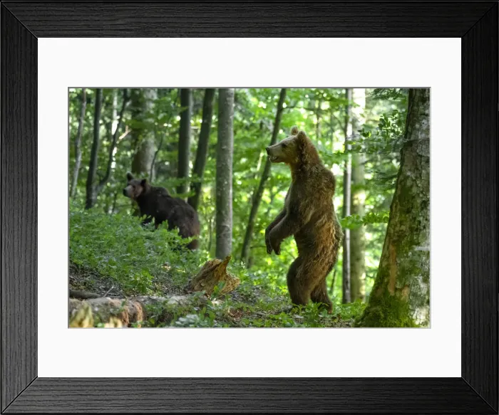 Framed Print : Ursus arctos -Brown bear- Slovenia Framed Print : Ursus arctos -Brown bear- Slovenia