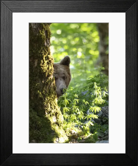 Framed Print : Ursus arctos -Brown bear- Slovenia Framed Print : Ursus arctos -Brown bear- Slovenia