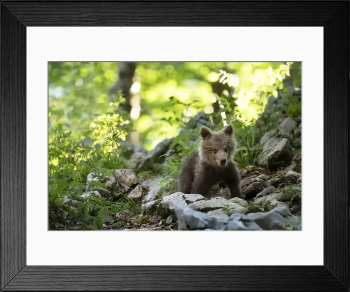 Framed Print : Ursus arctos -Brown bear- Slovenia Framed Print : Ursus arctos -Brown bear- Slovenia