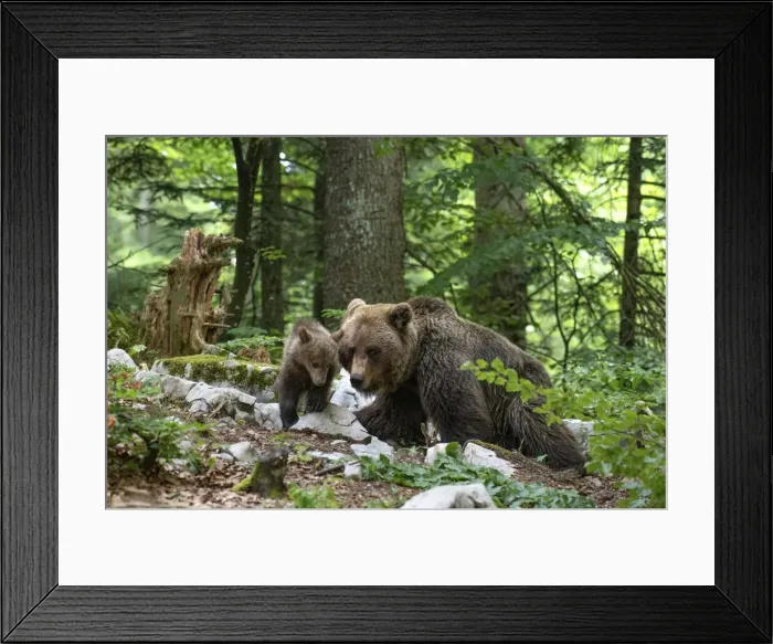 Framed Print : Ursus arctos -Brown bear- Slovenia Framed Print : Ursus arctos -Brown bear- Slovenia