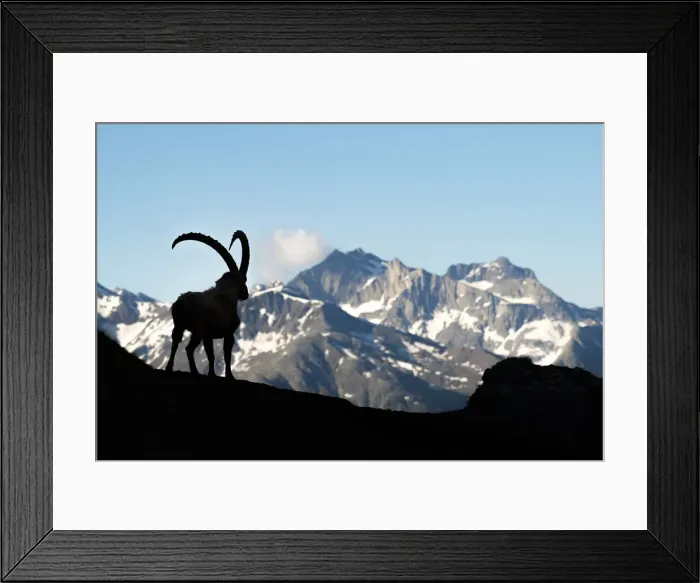Framed Print : Livigno, Lombardy, Italy. Capra ibex Framed Print : Livigno, Lombardy, Italy. Capra ibex