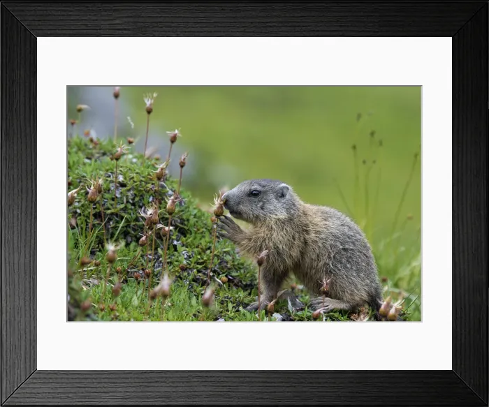 Framed Print : Stelvio National Park, Lombardy, Italy. Alpine marmot, marmota marmota Framed Print : Stelvio National Park, Lombardy, Italy. Alpine marmot, marmota marmota
