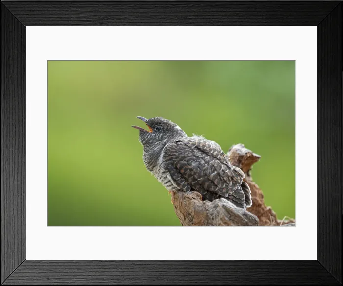 Framed Print : Park Orobie Valtellina, Lombardy, Italy. Cuculo, cuculus canorus
