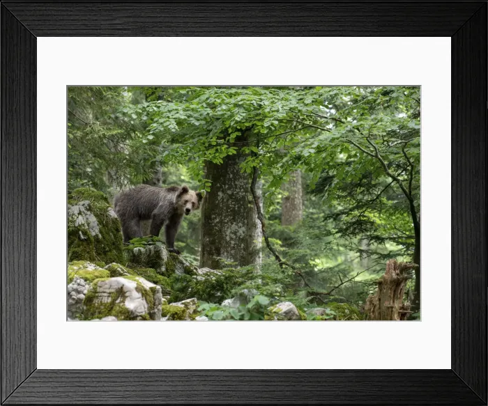 Framed Print : Ursus arctos -Brown bear- Slovenia Framed Print : Ursus arctos -Brown bear- Slovenia