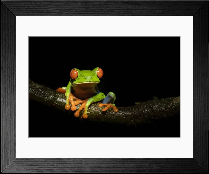 Framed Print : Red-eyed tree frog (Agalychnis callidryas), Lowland rainforest, Costa Rica Framed Print : Red-eyed tree frog (Agalychnis callidryas), Lowland rainforest, Costa Rica