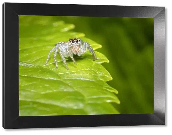 Frigga sp. jumping spider, Lowland rainforest, Costa Rica