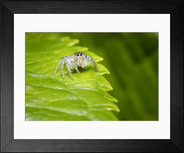 Framed Print : Frigga sp. jumping spider, Lowland rainforest, Costa Rica