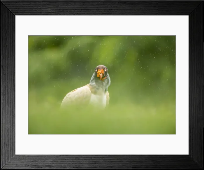 Framed Print : King Vulture (Sarcoramphus papa) in the rain, Lowland rainforest, Boca Tapada, Costa Rica Framed Print : King Vulture (Sarcoramphus papa) in the rain, Lowland rainforest, Boca Tapada, Costa Rica