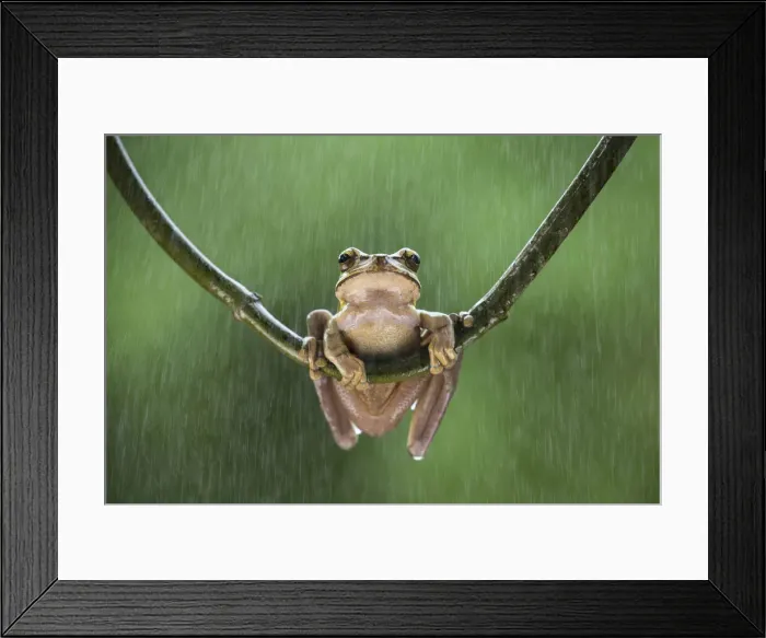 Framed Print : Masked Treefrog (Smilisca phaeota) in rain shower, Cloud Forest, Costa Rica Framed Print : Masked Treefrog (Smilisca phaeota) in rain shower, Cloud Forest, Costa Rica