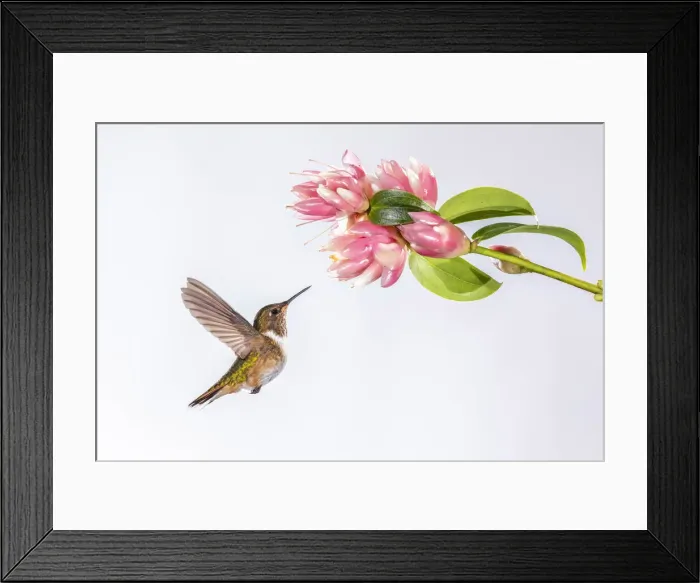 Framed Print : Female Volcano Hummingbird (Selasphorus flammula) feeding on Cavendishia flower in Framed Print : Female Volcano Hummingbird (Selasphorus flammula) feeding on Cavendishia flower in