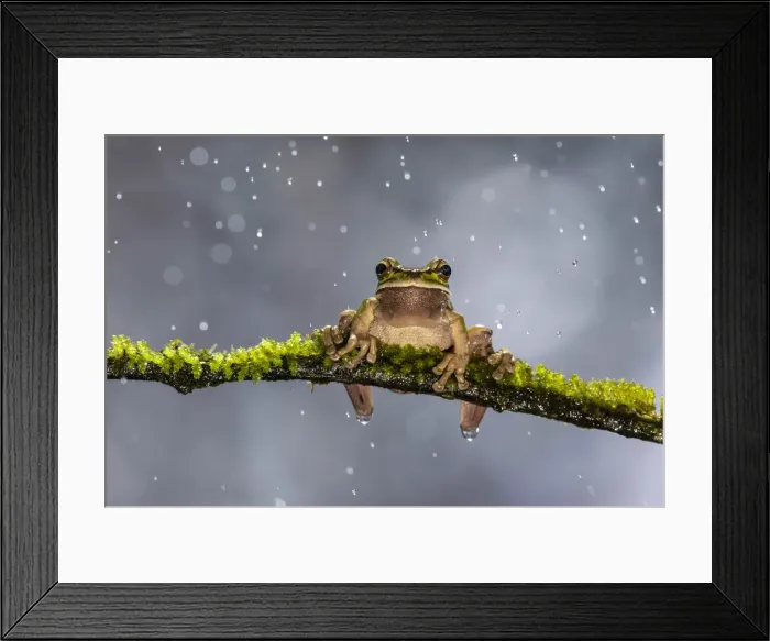 Framed Print : Masked Treefrog (Smilisca phaeota) in rain shower, Cloud Forest, Costa Rica Framed Print : Masked Treefrog (Smilisca phaeota) in rain shower, Cloud Forest, Costa Rica