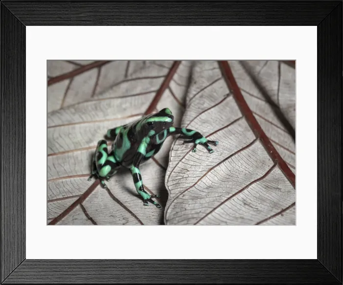 Framed Print : Green and black poison dart frog (Dendrobates auratus), Lowland rainforest, Costa Rica Framed Print : Green and black poison dart frog (Dendrobates auratus), Lowland rainforest, Costa Rica