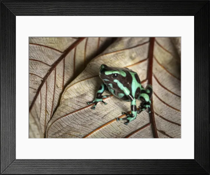 Framed Print : Green and black poison dart frog (Dendrobates auratus), Lowland rainforest, Costa Rica