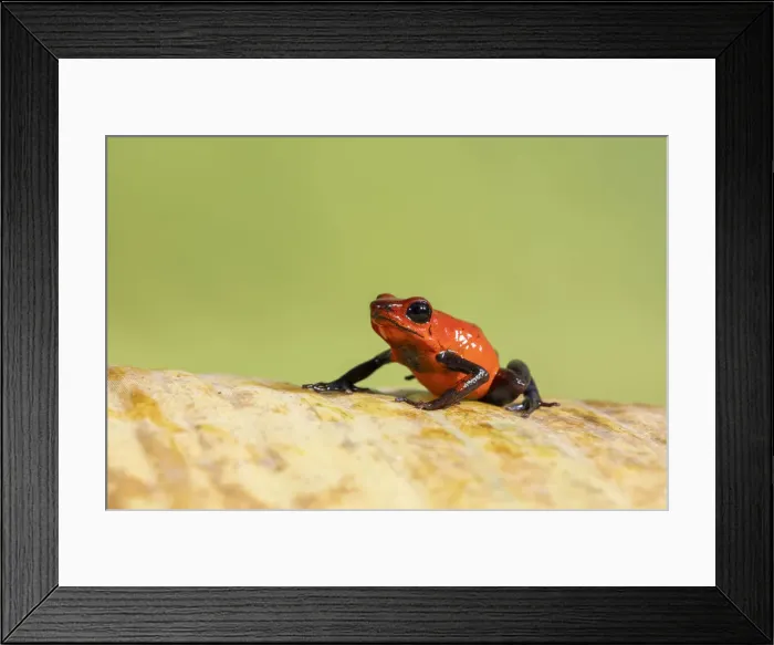 Framed Print : Strawberry Poison Dart Frog (Oophaga / dendrobates pumilio), Lowland rainforest Framed Print : Strawberry Poison Dart Frog (Oophaga / dendrobates pumilio), Lowland rainforest