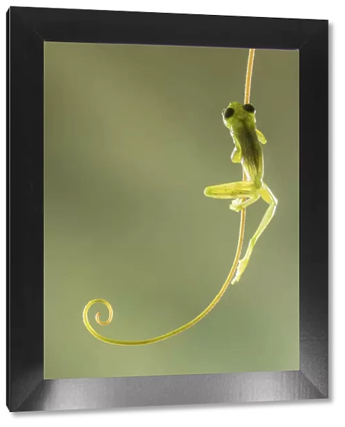 Emerald Glass Frog (Centrolene prosoblepon), Male climbing vine, Costa Rica