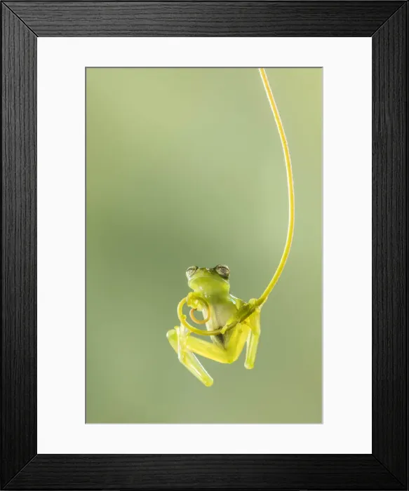 Framed Print : Emerald Glass Frog (Centrolene prosoblepon), Male climbing vine, Costa Rica